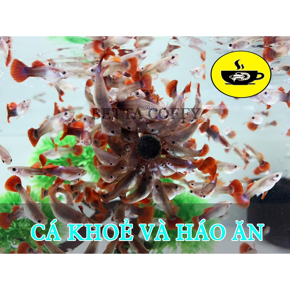 Tảo Viên - Thức ăn cho cá betta, guppy