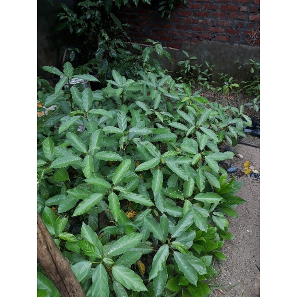 Cây giống sung nếp siêu quả