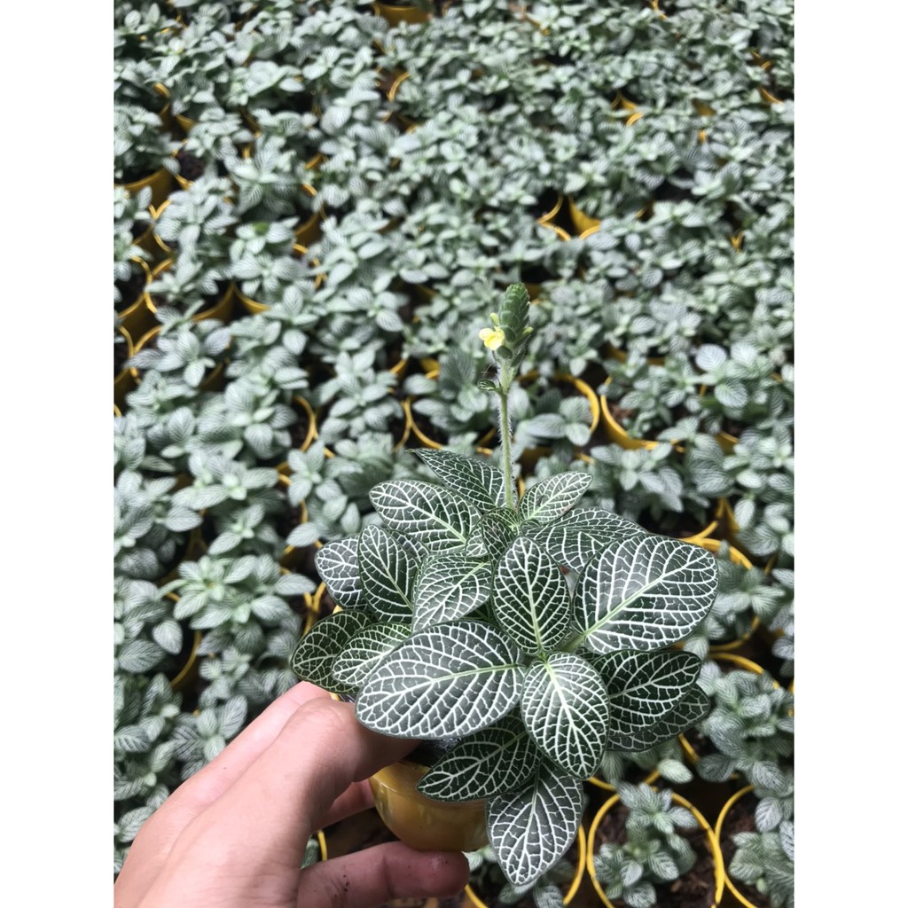 Lá may mắn / Cẩm Nhung xanh