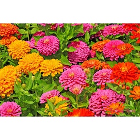 Hoa Cúc Lá Nhám F1-Dễ Trồng, Hoa Nở Đẹp-Tổng kho hạt giống giá rẻ