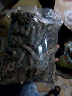 Chuối hột rừng