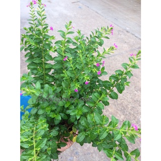 Cây cẩm tú mai