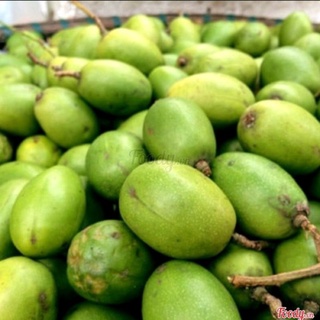 Cóc non thái 500gr | nghiện store | freeship