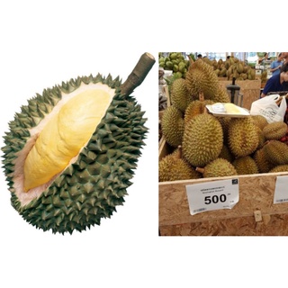CÂY GIỐNG SẦU RIÊNG THÁI LAN