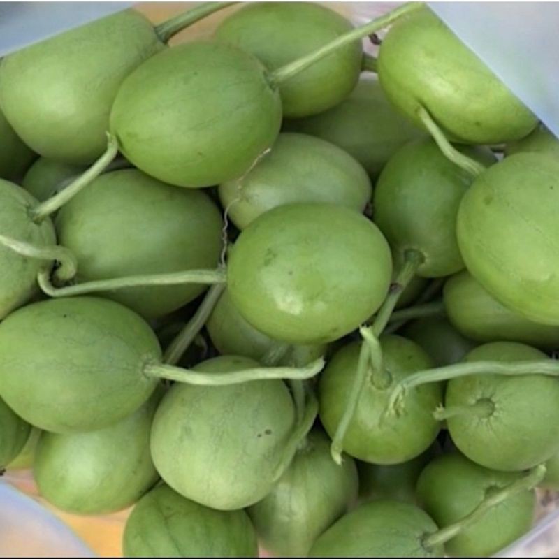 Hạt giống dưa hấu ăn non giàu dinh dưỡng