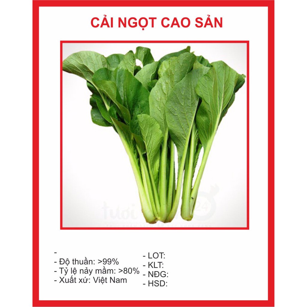 Hạt Giống Rau Cải Ngọt Cọng Xanh