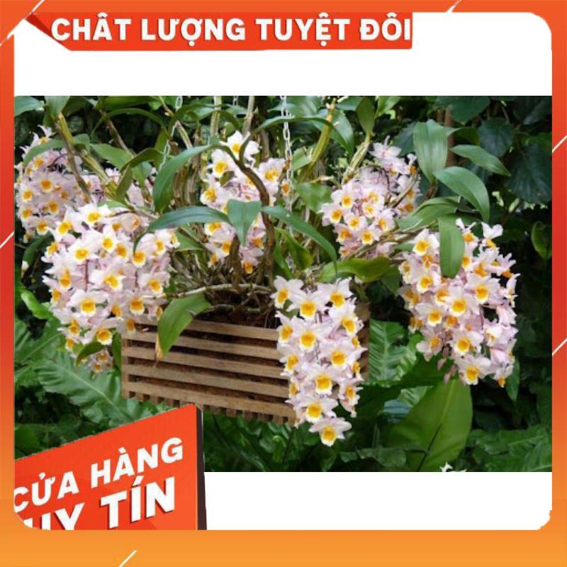 Thuốc trừ bệnh cây trồng Alfamil 35wp chết nhanh, chết hắt, thối lá, đốm lá, thối thân, thối gốc