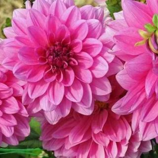 Củ hoa thược dược mix màu.