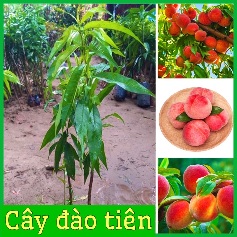 Cây đào tiên Nhật Bản  1 năm ra quả