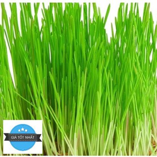 100 Hạt Giống Cỏ Lúa Mì Đỏ Cỏ Mèo