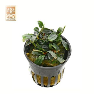 Cây Thuỷ Sinh Bucep Xanh - Bucephalandra