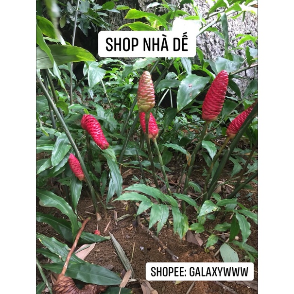 1 kg gừng gió rừng cả rễ