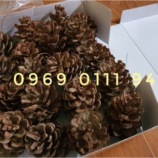 Quả thôg khô 25 quả thông khô