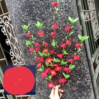 Hoa  Mai Đào tết