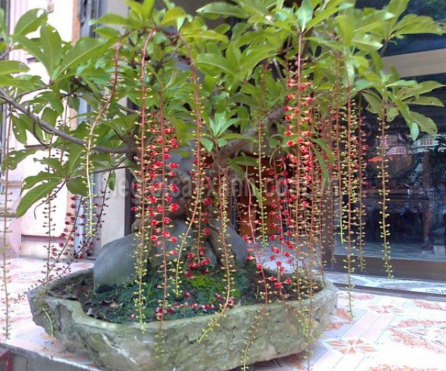 Cây Lộc vừng... siêu hoa