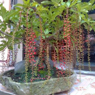 Cây 🌲 Lộc vừng... siêu hoa