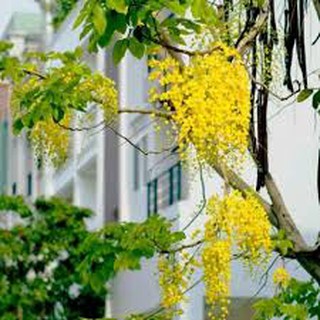 Cây Osaka Vàng đẹp (Muồng hoàng yến).