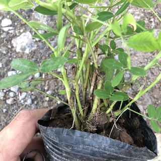 Bầu giống cỏ lạc