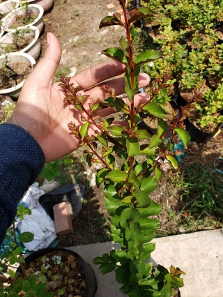 Cây Tường Vi Màu Đỏ