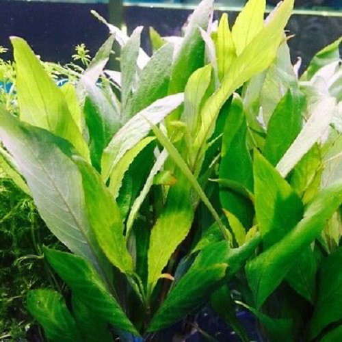 1 giỏ Cây thủy sinh Liễu gai - cây Liễu thủy sinh bền đẹp