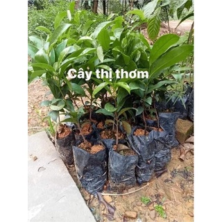 Cây Giống Thị Thơm Chuẩn Giống