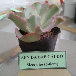Sen đá bắp cải đỏ - size nhỏ (5-8cm)