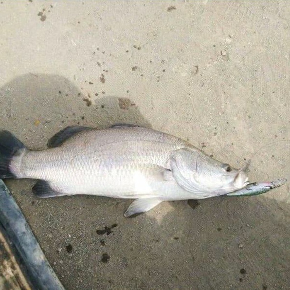 Mồi Câu PL Fishing Soul Shad 62SF 6.2g 62mm Floating Lặn 2.5m