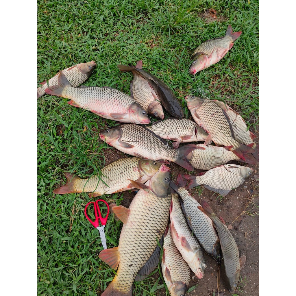 Hương Câu Cá Trâu Điên, Chuyên dùng pha chế mồi câu cá Chép,Phi,Trắm.. Siêu hiệu quả.