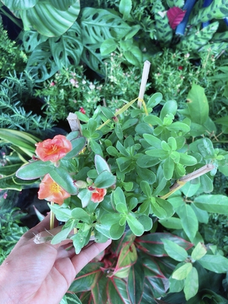 Chậu Cây Cần Ta