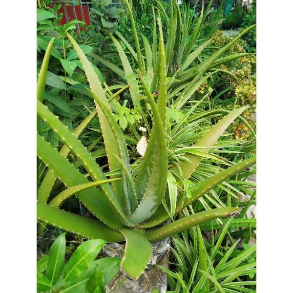 Bẹ nha đam tươi nhà trồng 1ký
