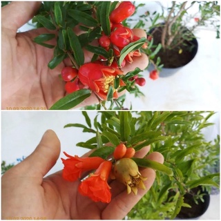 Cây lựu đỏ Ấn Độ cao sản - 1 chậu