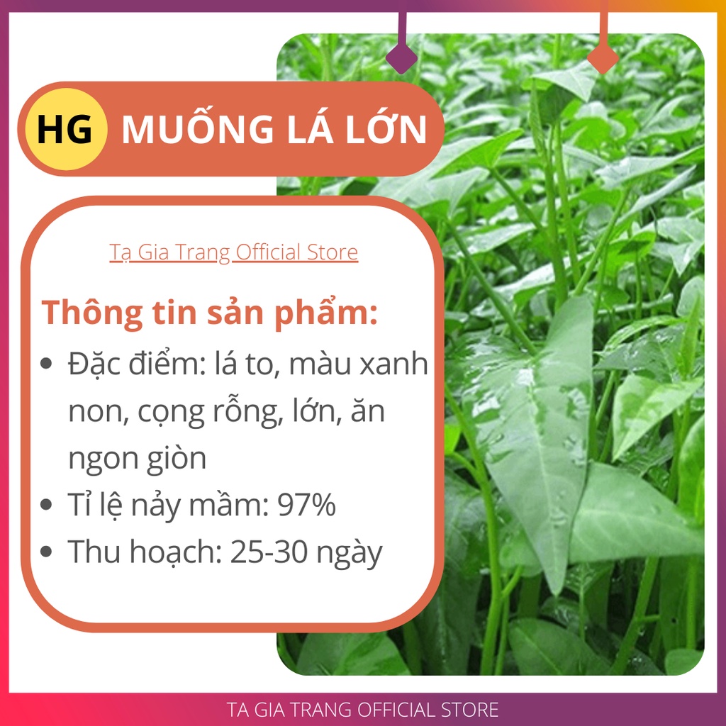 Hạt giống rau muống lá lớn - Gói 3000/ 1500 hạt