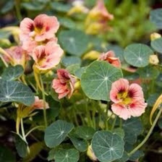 Hạt giống Hoa sen cạn mix 🌱