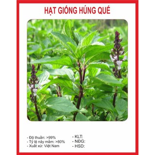 Hạt giống húng quế 2gr