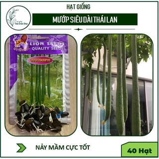 Hạt Giống Mướp Siêu Dài Thái Lan