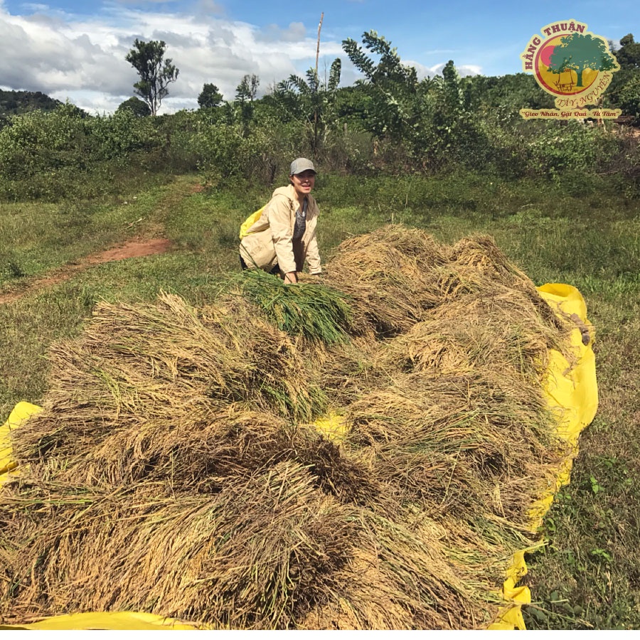 Bột Gạo Lứt Mè Đen Hằng Thuận Tây Nguyên