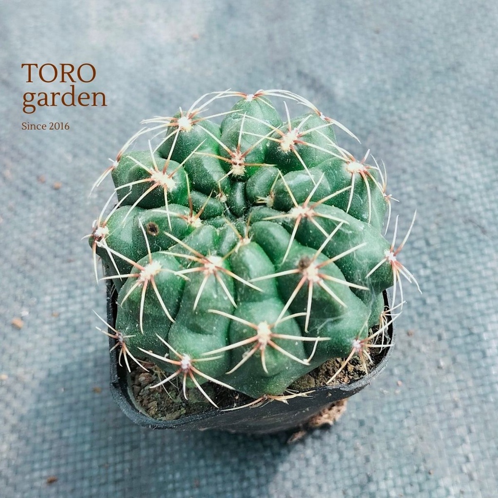 Xương rồng thần long Đà Lạt size bé cây cảnh trang trí nhà cửa Toro garden