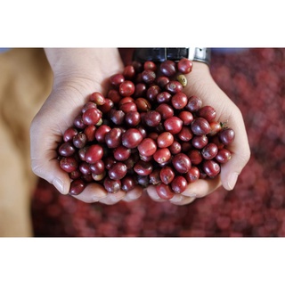 Combo 2 cà phê nguyên chất VCU Coffee (Drip Bag Coffee + Cafe Ladies)