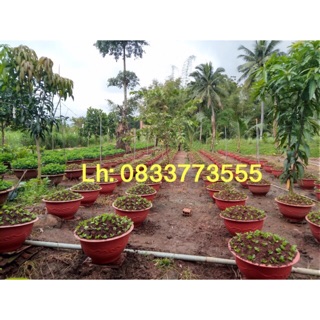 Chậu nhựa trồng cây T58cm