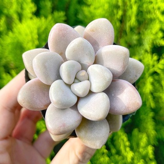 Sen đá sỏi hồng 5-7cm