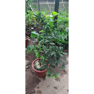 cây chanh tứ quý sẵn quả