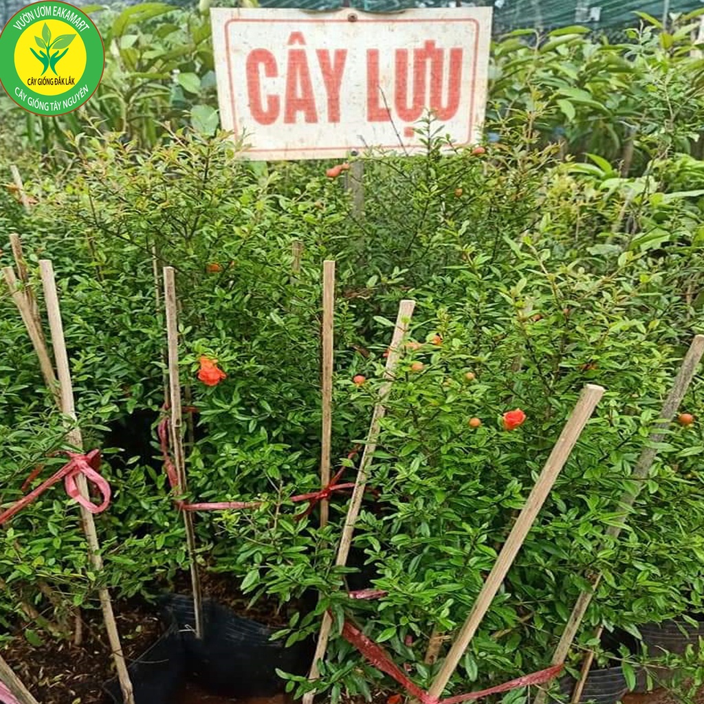 Lựu đỏ ấn độ .