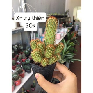 ✅ XƯƠNG RỒNG TRỤ THIÊN ✅ SIZE 5*10cm- xuất xứ Đà Lạt, khoẻ đẹp, lỗi 1 đổi 1