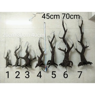 Gốc bonsai làm Mai, đào CỰC CHUẨN
