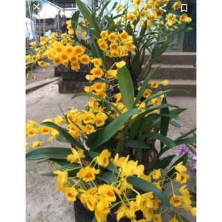 hoàng lạp rừng hoa vàng
