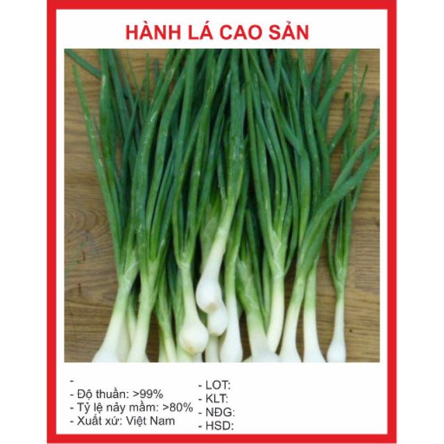 Hạt giống Hành lá 50 hạt