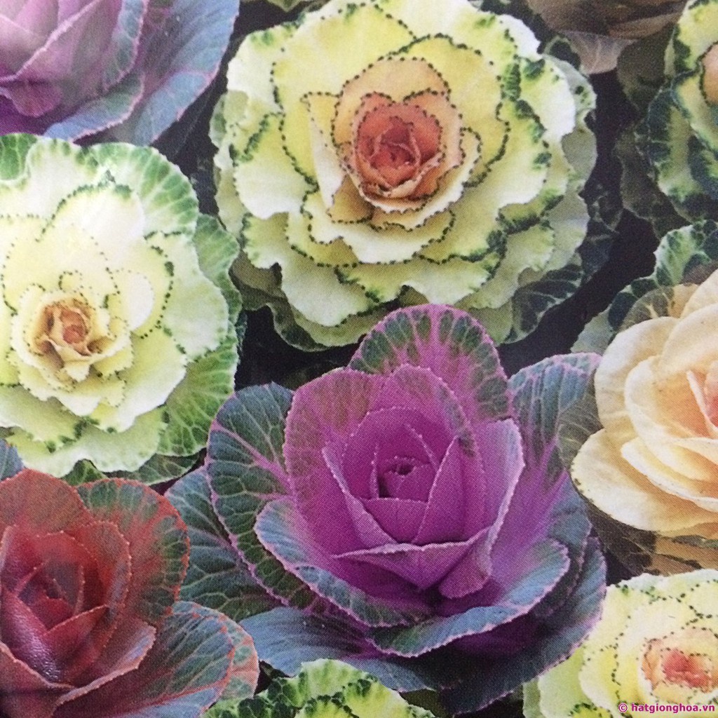 Bán buôn Hạt giống Hoa Bắp Cải (Brassica Oleracea) tặng 1 phân bón bao đẹp