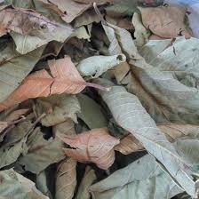 Lá ổi khô (hàng đặt trước)