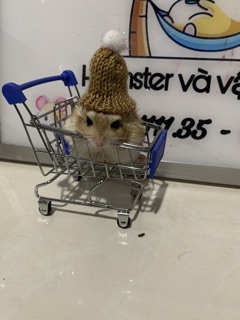 Nón cho hamster