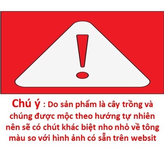 sen thạch lan , sen mông , Lithops 1 năm tuổi
